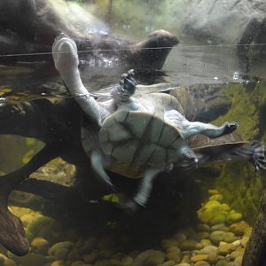 ROTI-ISLAND SNAKE-NECKED TURTLE