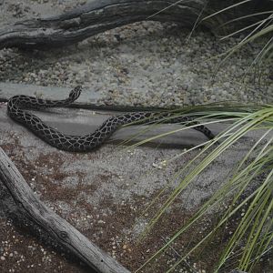 Lance Headed Rattlesnake