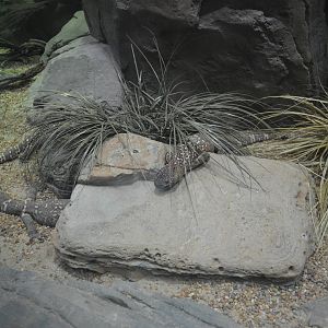 Mexican Beaded Lizards