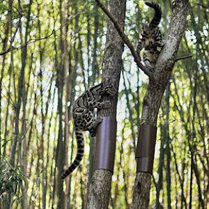 cubs defy tree collars