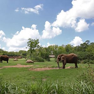 fantastic elephant exhibit