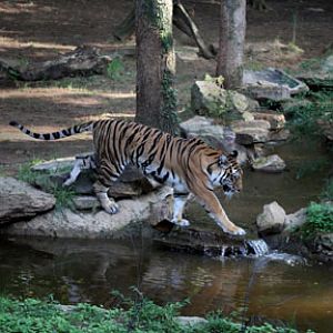 tiger crossing stream