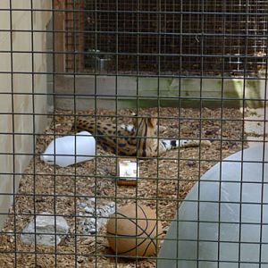 serval for education