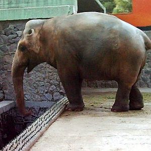 Asian Elephants in Izmir Zoo