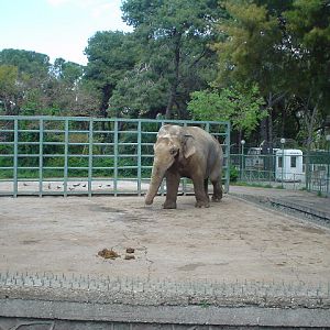 Asian Elephants in Izmir Zoo