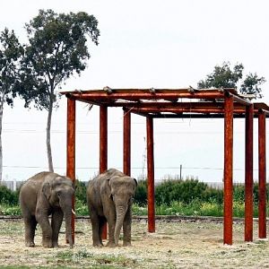 Asian Elephants in Izmir Zoo