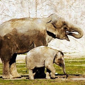 Asian Elephants in Izmir Zoo