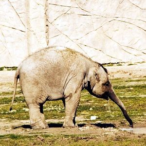 Asian Elephants in Izmir Zoo