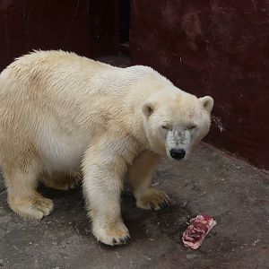 Polar bear/ Ursus maritimus