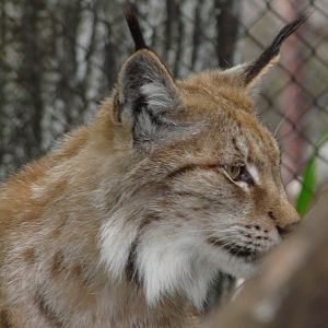 Northern lynx/ Lynx lynx
