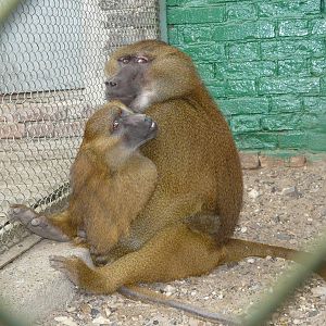 Guinea baboon/ Papio papio