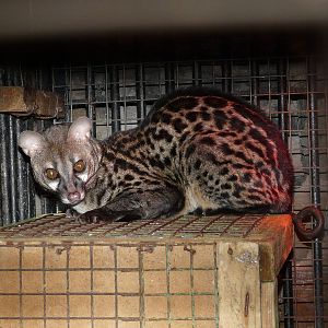 Large-spotted genet/ Genetta tigrina