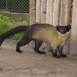Yellow-throated marten/ Martes flavigula aterrima