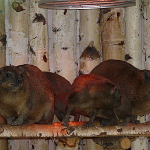 Rock hyrax/ Procavia capensis capensis