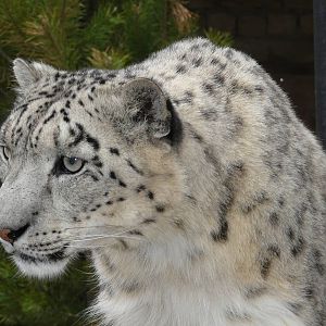 Snow leopard/ Uncia uncia
