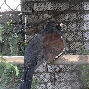 Capercaillie/ Tetrao urogallus