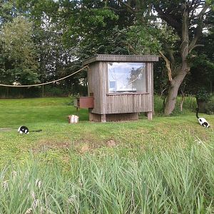 black and white ruffed lemur island