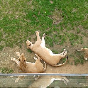 lions from viewing platform