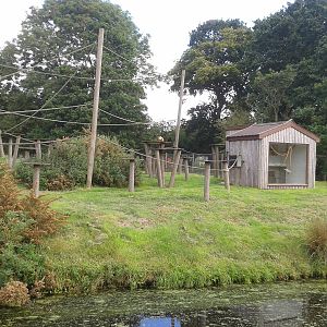 sclaters lemur island