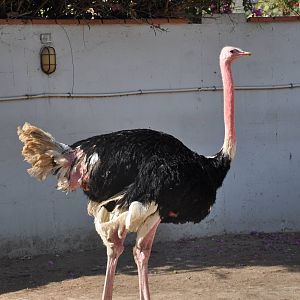 Masai ostrich/ Struthio camelus massaicus