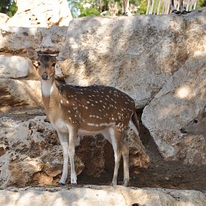 Spotted deer/ Axis axis