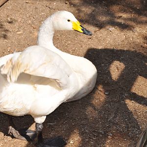Whooper swan/ Cygnus cygnus