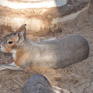 Patagonian mara/ Dolichotis patagonum
