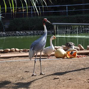 Sarus crane/ Grus antigone