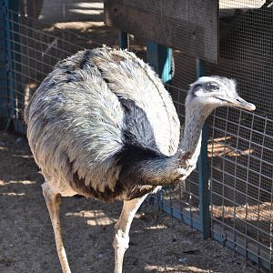 Greater rhea/ Rhea americana