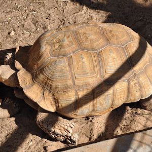 African spurred tortoise/ Geochelone sulcata