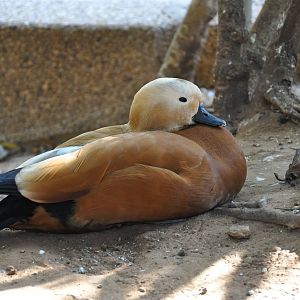 Ruddy shelduck/ Tadorna ferruginea