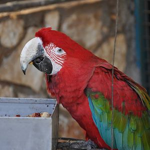 Green-winged macaw/ Ara chloroptera