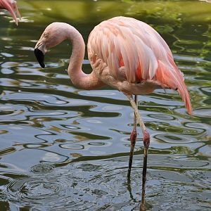 Chilean flamingo/ Phoenicopterus chilensis