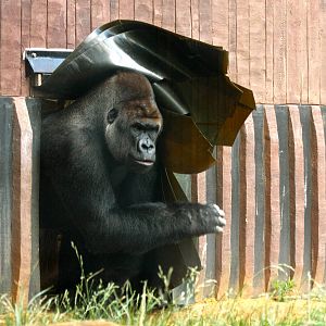 Kesho wants his dinner