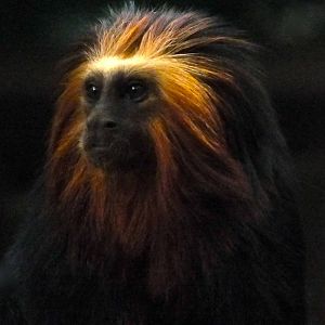 Golden Lion Headed Tamarin