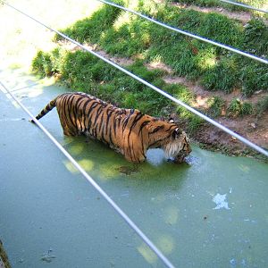 Tiger in pool in what is now the Cheetah enclosure