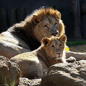 Asiatic Lion and cub.