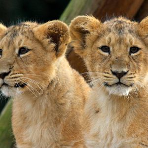 Lion Cubs
