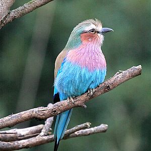 Lilac Breasted Roller.