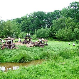 Stork Meadow at Rheine, 03/06/12