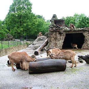 Barbary Sheep Exhibit at Rheine, 03/06/12