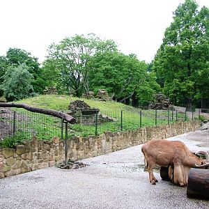 Barbary Sheep Exhibit at Rheine, 03/06/12