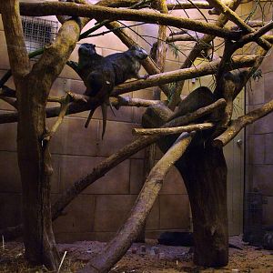 Hutia Exhibit at Rheine, 03/06/12