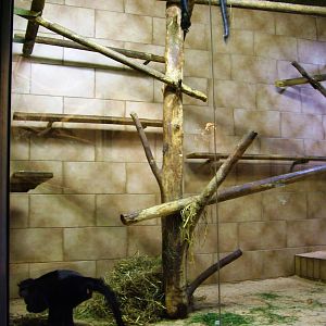 Mangabey Exhibit at Rheine, 03/06/12