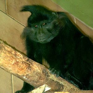 Black Mangabey at Rheine, 03/06/12