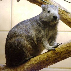 Cuban Hutia at Rheine, 03/06/12