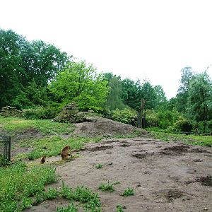 Gelada Exhibit at Rheine, 03/06/12