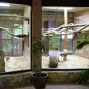 Gelada Exhibit at Rheine, 03/06/12