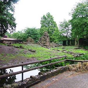 Gelada Exhibit at Rheine, 03/06/12