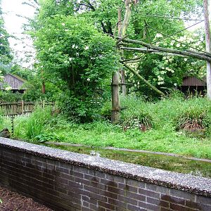 Coati Exhibit at Rheine, 03/06/12